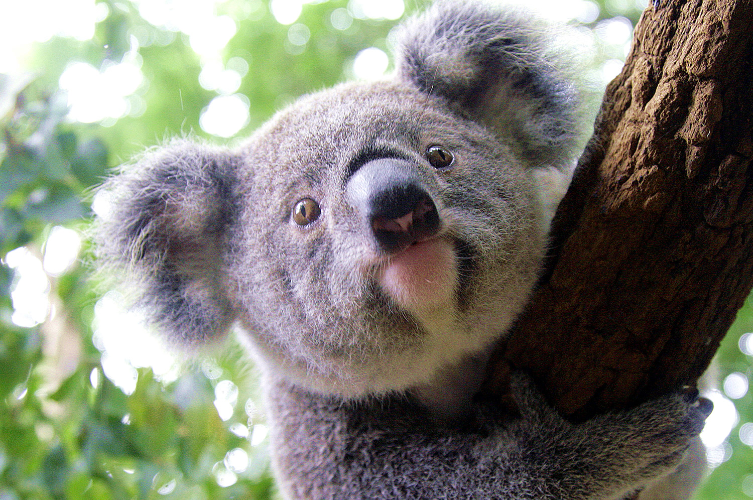 Лоун Пайн коала. Брисбен парк коал. Австралийская коала. Заповедник Lone Pine Koala. Сделай коалу