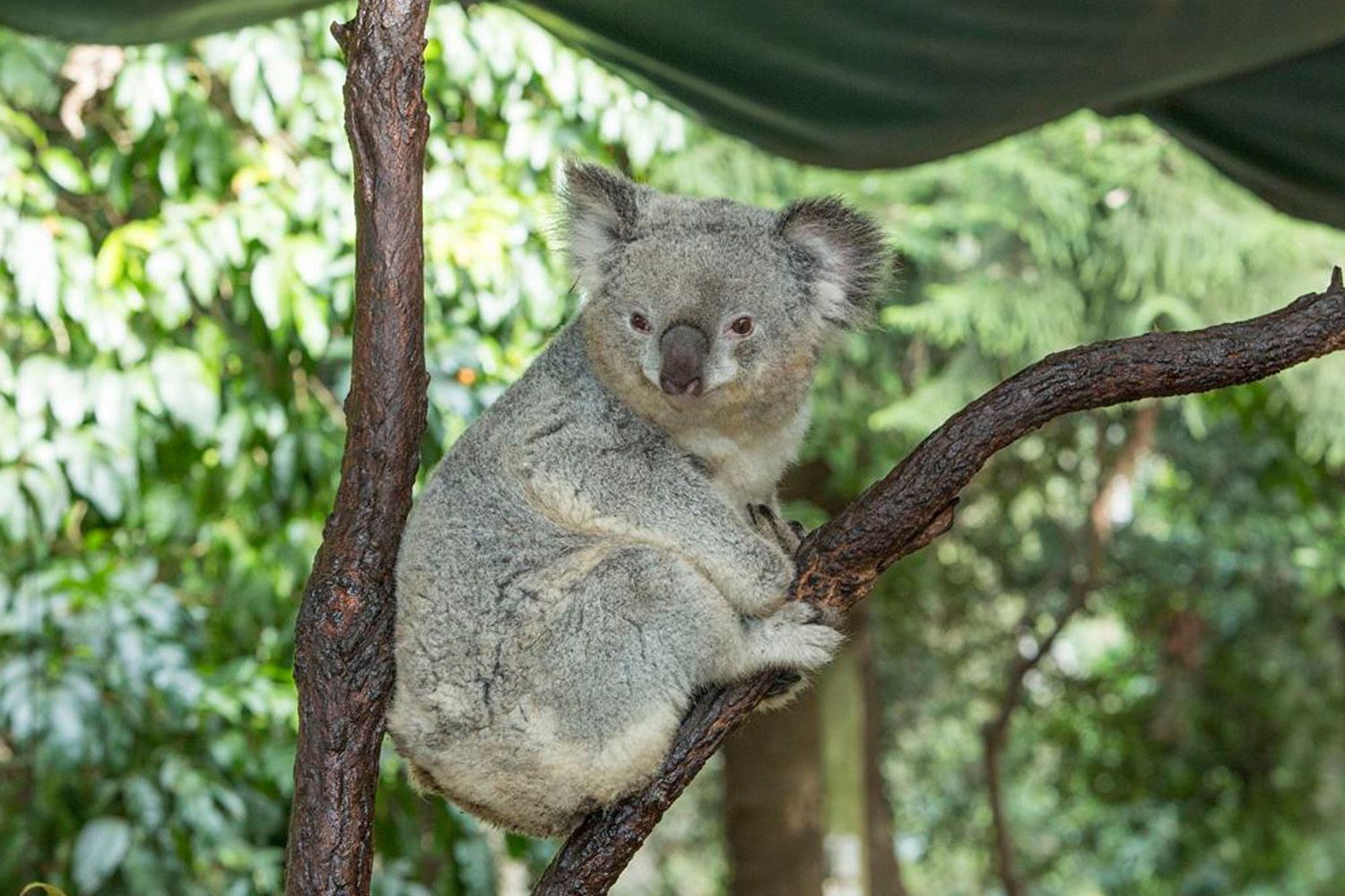 Красная коала. Бурая коала. Коуну коала парк Перт. Коала парк в Баку. Пайн вок коала парк.